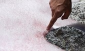 Hết băng đỏ như máu đến “tuyết dưa hấu” màu hồng trên núi Alps: “Điềm gở” cho Trái Đất