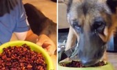 Phẫn nộ clip chú chó chảy nước mắt vì bị chủ ép ăn cả tô ớt để quay mukbang câu “like“