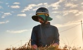 Vì sao 'Vàng trắng' Lý Sơn rớt giá thê thảm?