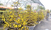 Đà Nẵng: Hoa mai thi nhau 'cười', người bán mếu