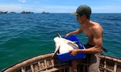 Thanh niên xứ Quảng trộm 18kg ‘mồi nhậu’ của cha thả xuống biển