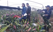 Bên trong vựa hoa lớn nhất Bắc Giang ngày giáp Tết