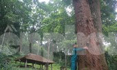 Cận cảnh khu rừng lim lạ 'trăm năm' tuổi ở Bắc Giang