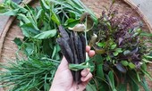 Liệu dầu gội thảo mộc đang siêu hot có khả năng “cứu rỗi” mái tóc xác xơ như lời đồn?