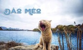“Đảo Mèo”, hội nhóm dành cho người yêu mèo lớn nhất Việt Nam, đã bị Facebook cho "bay màu"
