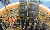 Tôm hùm, cua hoàng đế giá rẻ 'hút' khách vì dịch covid-19