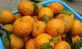 Hoa quả, nước uống giàu vitamin C “cháy hàng” mùa dịch Covid-19