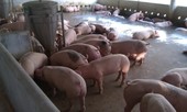 Sau 1 tháng giảm giá, doanh nghiệp tăng giá lợn hơi phá vỡ cam kết với Chính phủ
