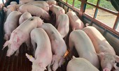 Nhập khẩu lợn nguyên con để giảm cơn 'sốt' trong nước có khả thi?
