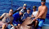 Tận thấy cá mú ‘thành tinh’ nặng 150kg, nghi 50 năm tuổi
