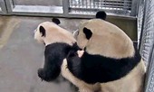 Gấu trúc chịu ‘mây mưa’ sau 2 năm chung sống, sở thú vỡ òa sung sướng