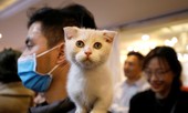 Sau chó, đến lượt mèo nhà lây SARS-CoV-2 từ chủ