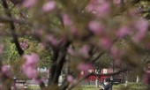 Vũ Hán: 'Mùa xuân trở lại' sau 65 ngày cửa đóng then cài vì COVID-19