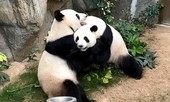 Sở thú đóng cửa, cặp gấu trúc lần đầu ‘mây mưa’ sau 10 năm chung sống