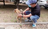 Chủ qua đời vì COVID-19, chó cưng vẫn chờ đợi suốt 3 tháng ở bệnh viện