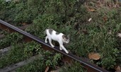 Mèo vượt ngục sau khi bị bắt vì tuồn ma tuý, thẻ sim vào tù