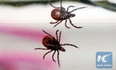 Trung Quốc: Virus từ bọ ve lây sang người, 60 người mắc bệnh, 7 người tử vong