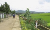 Thảm hoa trên những con đường quê