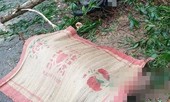 Người đàn ông tử vong bên cạnh hàng chục cây dương bị cưa hạ