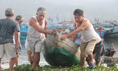 Người dân Đà Nẵng hối hả đưa tàu thuyền đi tránh bão số 9