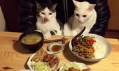 Ngây ngất với cặp đôi mèo dễ thương nhất quả đất
