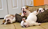 Muôn vàn tư thế ngủ khó đỡ của đại boss
