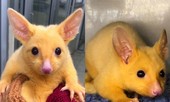 Pikachu là có thật, nhanh tay đón ngay về thôi!