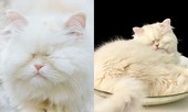 Em mèo mù xinh đẹp này là minh chứng cho sức mạnh của tình yêu thương