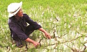 Thủ tướng yêu cầu khẩn cấp ứng phó với hạn mặn, thiếu nước