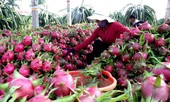 Xuất khẩu nông, lâm, thủy sản tháng đầu năm hụt hơi trong dịch corona