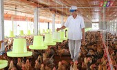 Hơn 100.000 con gia cầm bị tiêu hủy do dịch cúm A/H5N6, H5N1
