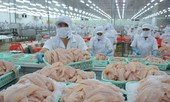 Hệ thống kho lạnh quá tải, không còn chỗ chứa cá tra, tôm