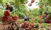 Bộ Công Thương đề xuất giám sát xuất khẩu vải thiều gây hiểu nhầm, trái thông lệ quốc tế