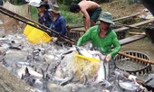 Xuất khẩu cá tra giảm hơn 30% nửa đầu năm 2020