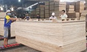Ngăn chặn hành vi đưa gỗ Trung Quốc sang Việt Nam 'rửa' xuất xứ, bán sang Mỹ