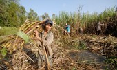 Ngành đường hấp hối: Điều tra chống bán phá giá, trợ cấp đường nhập từ Thái Lan