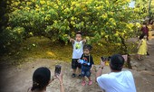 'Cụ' mai vàng đón hàng ngàn khách tham quan 3 ngày Tết