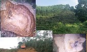 Rừng phòng hộ ở Phúc Yên 'chảy máu’