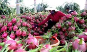 Nông sản lại ồ ạt lên cửa khẩu, Bộ Công Thương khuyến cáo khẩn