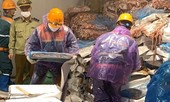 Phát hiện hơn 72 tấn lòng lợn bốc mùi hôi thối chờ tiêu thụ