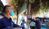Hơn 400 cây hoa giấy được bọc khung sắt chống trộm