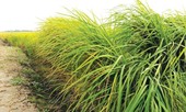 Trung Quốc: Đột phá trong trồng lúa nước mặn