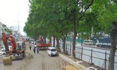 Hà Nội: Bắt đầu chặt hạ, di dời 1.300 cây xanh