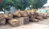 Trưởng công an xã cầm đầu băng nhóm phá rừng