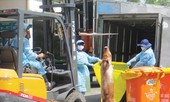 Vụ gần 4.000 con heo bị tiêm thuốc an thần: 25 cán bộ thú y bị kỷ luật