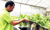 Sức hút từ rau khí canh Đà Lạt