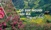 Có sức người sỏi đá cũng nở hoa
