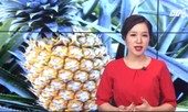 Mục sở thị loại dứa đắt nhất thế giới: 340 triệu đồng/quả