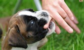 Vì sao chỉ từ 1 vết cắn của chó mèo cũng có thể lấy đi mạng người?