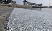 'Phải minh bạch việc bồi thường sự cố môi trường 4 tỉnh miền Trung'